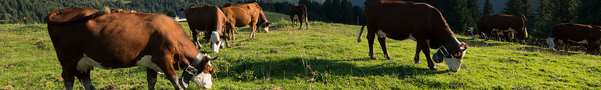 Alpages, vaches d'Abondance