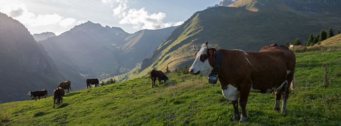 Alpine pastures