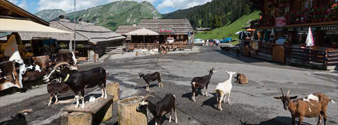Les Lindarets, village des chèvres