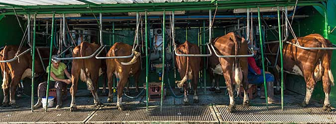 La vie à la ferme