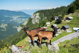 Alpage et belvédère de Tréchauffé