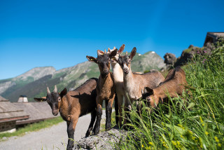Les chèvres des Lindarets