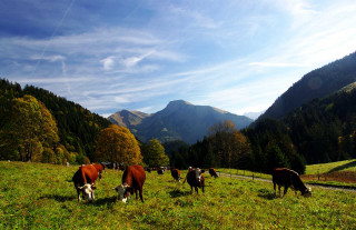 vaches-graydon-automne-5203