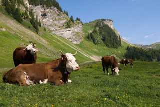 vaches-lecherette-3650