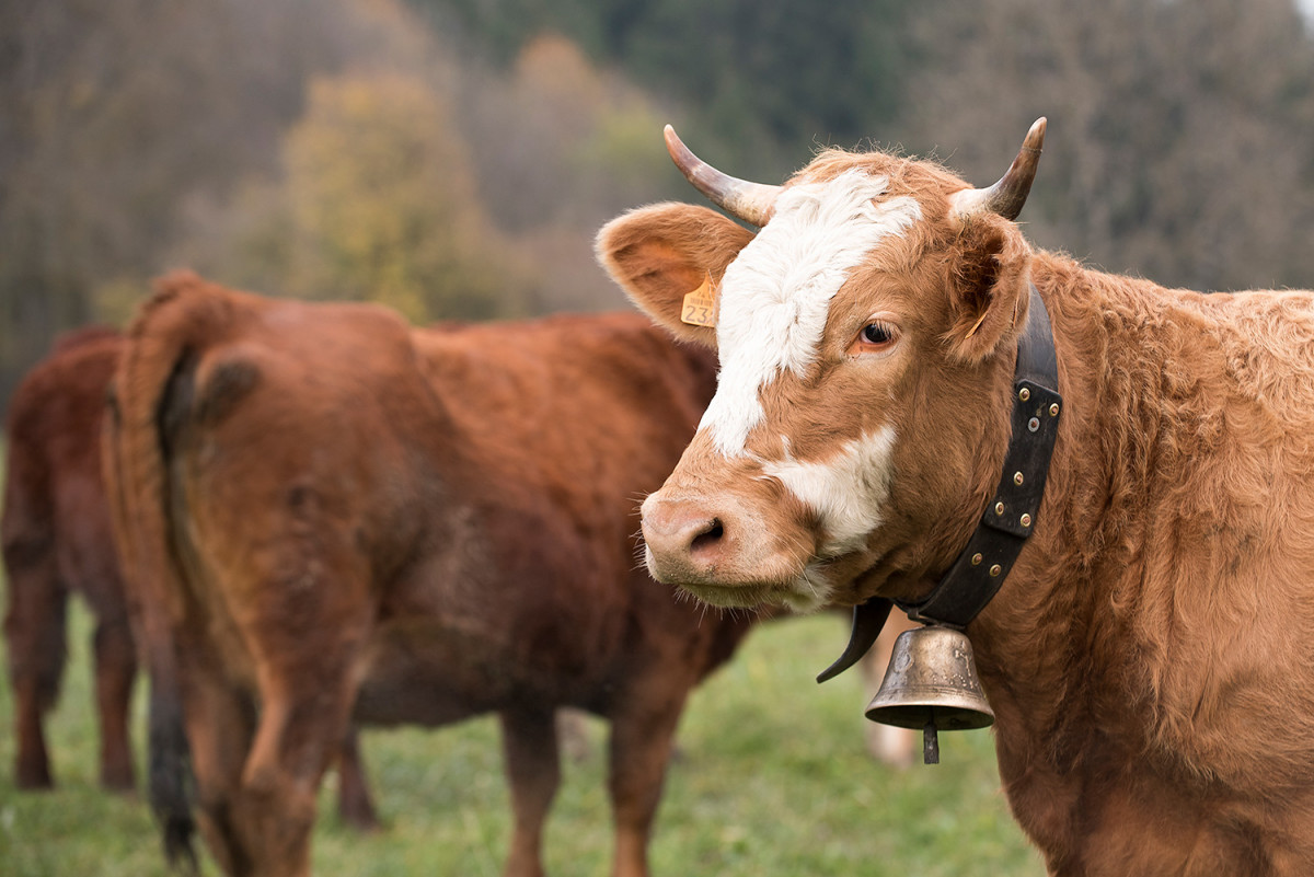 La Ferme des 3 becs