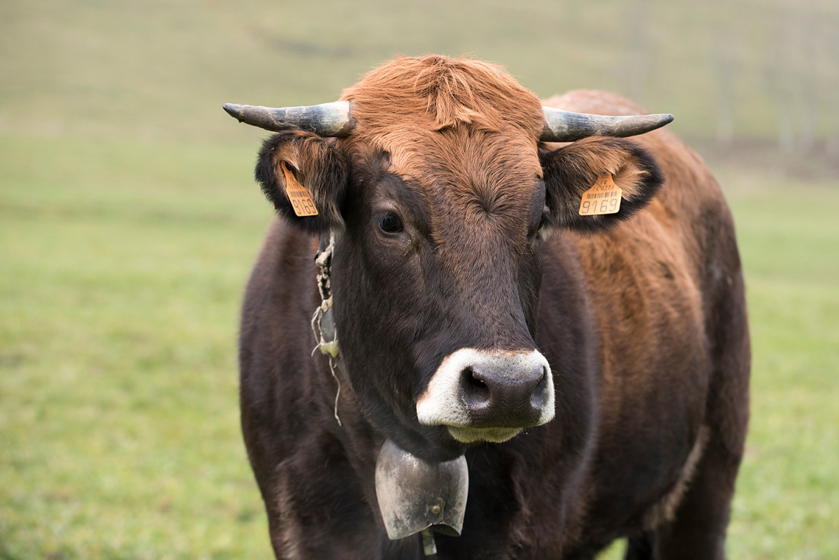 La Ferme des 3 becs