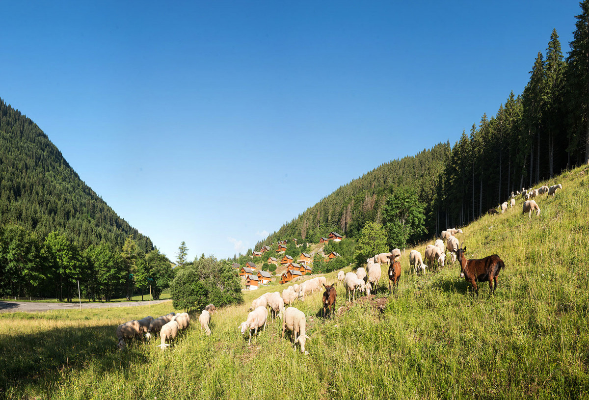 Les moutons dans l'alpage du Col du Corbier