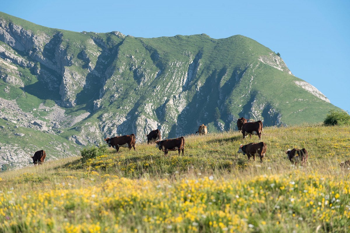 Les vaches à l'alpage