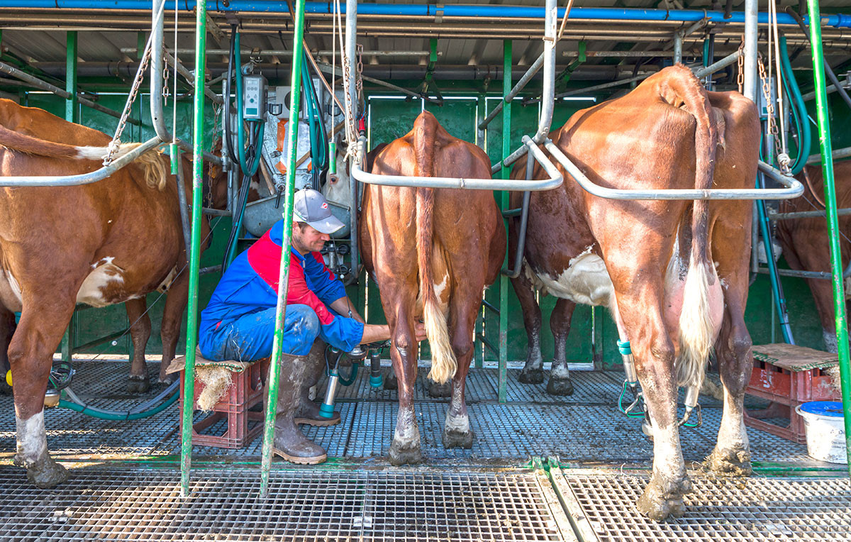 Traite des vaches