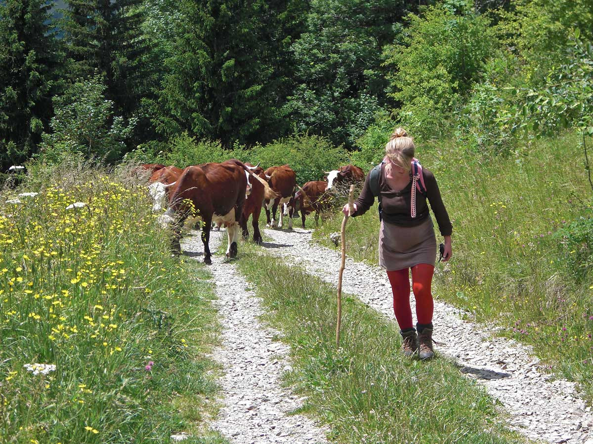 Vaches d'Abondance