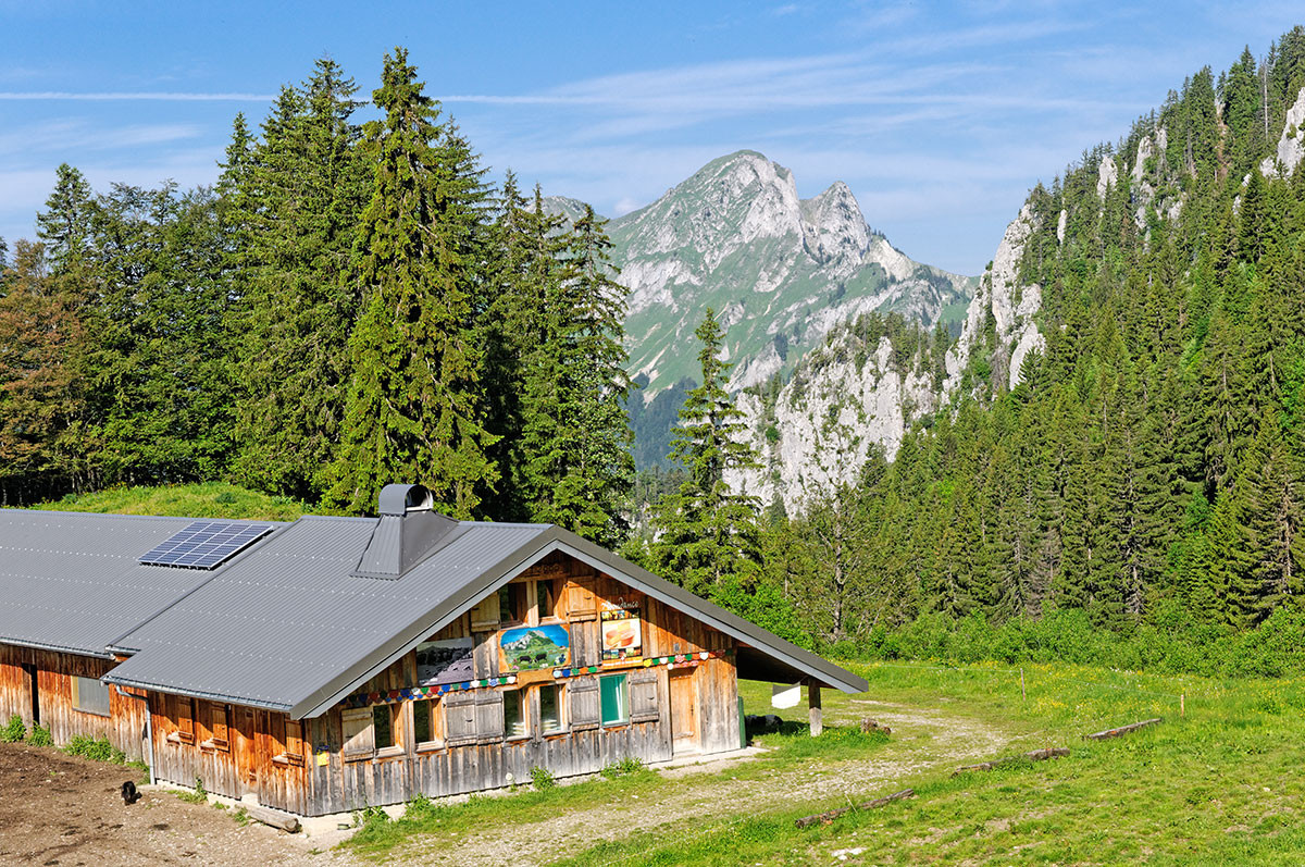 Ouzon Alpine Pasture