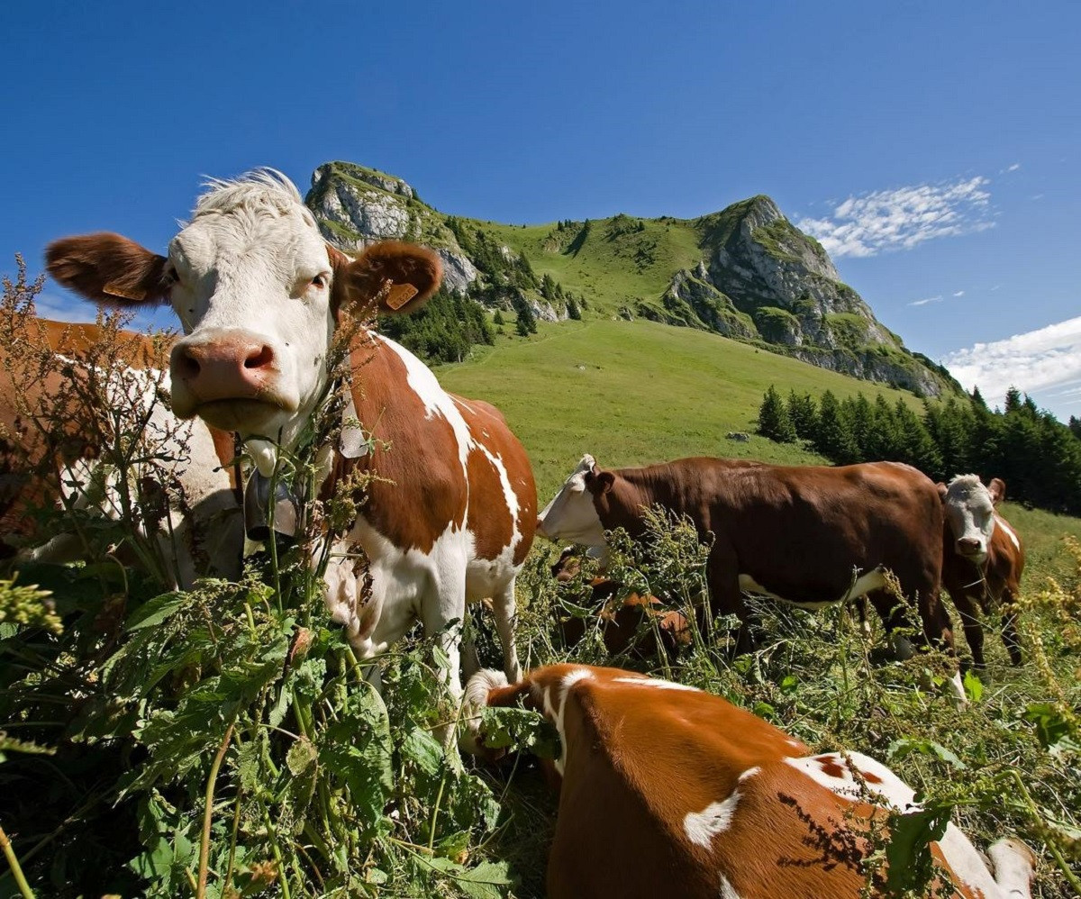 troupeau de vaches en alpage proches du refuge