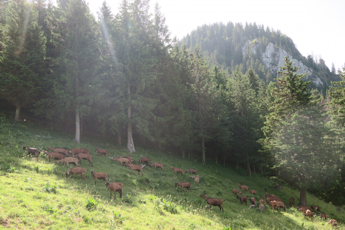 Tréchauffé Alpine Pasture_La Forclaz