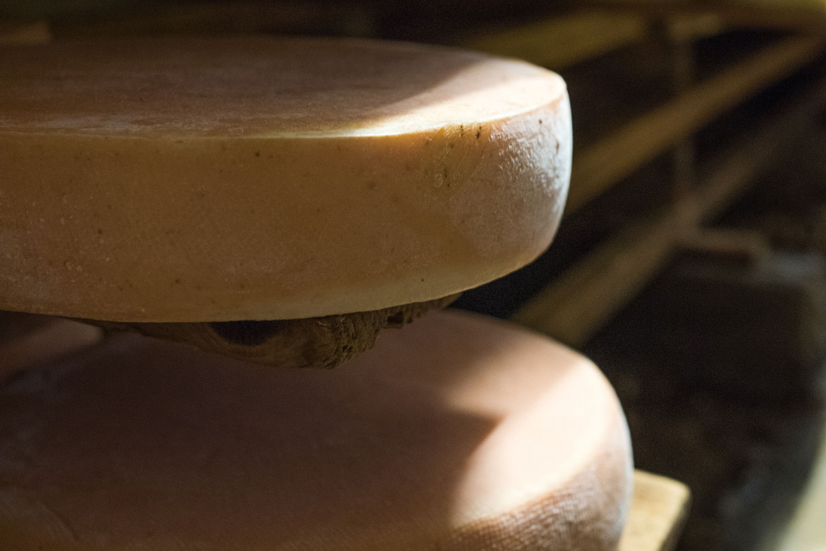 Fromage d'Abondance en affinage dans la cave