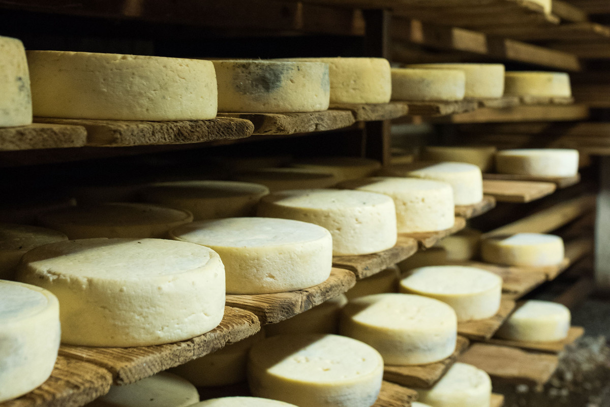 Tommes en affinage dans la cave