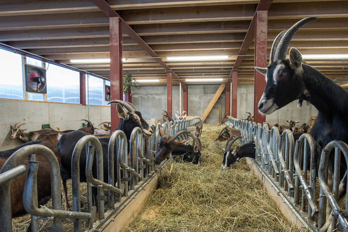 La Ferme des Hauts Forts