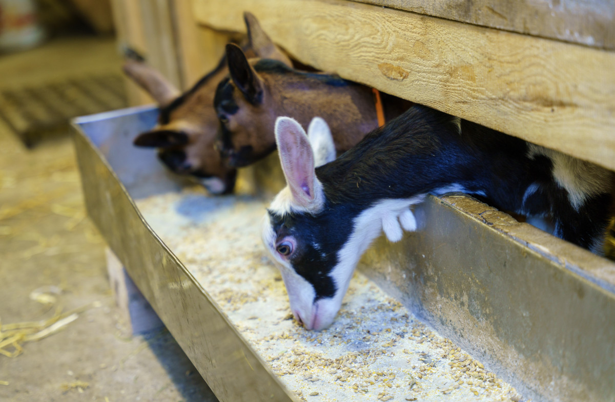 La Chèvrerie des Ardoisières La Chèvrerie des Ardoisières