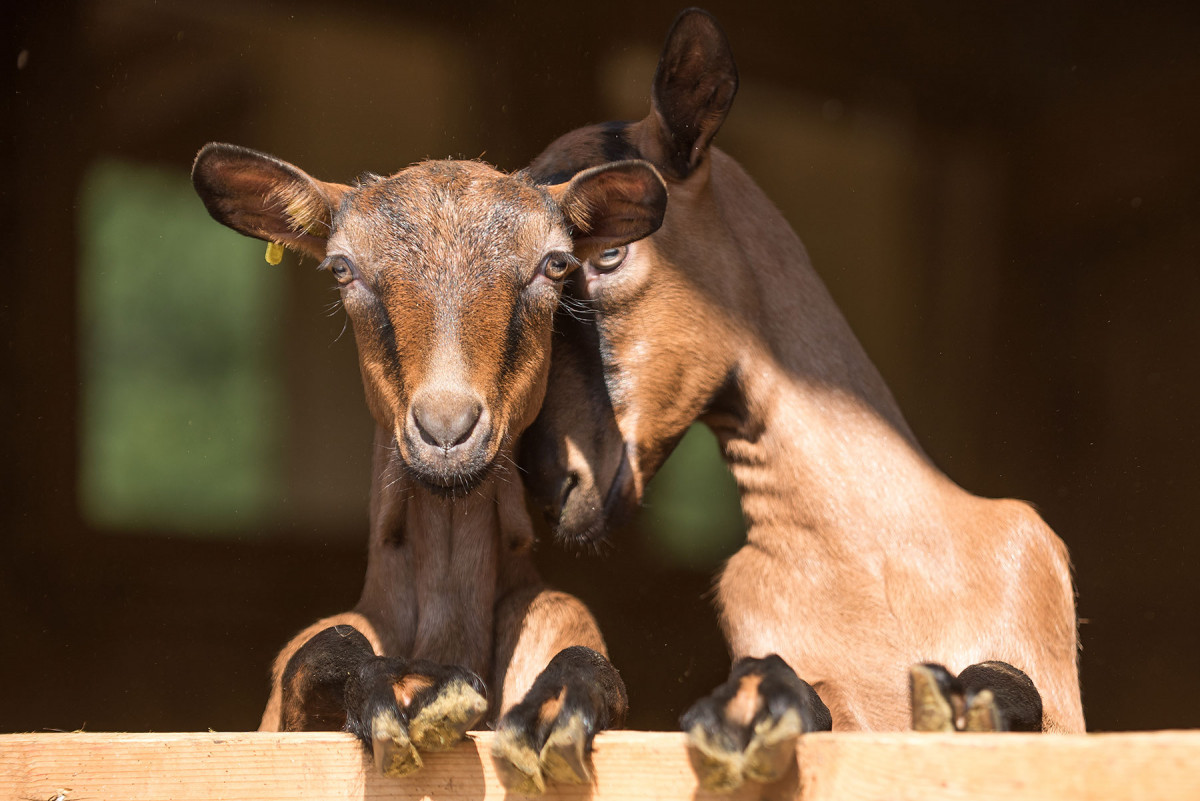 Toinette et Tarine Toinette et Tarine
