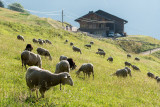 les moutons et la bergerie en arrière plan