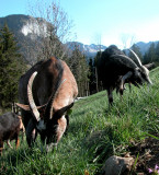 Chèvre - Ferme du Petit Mont