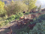 La Ferme du Petit Mont