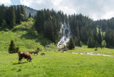 Les vaches et la cascade