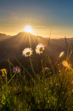 Fleurs et roc d'Enfer