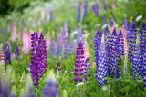 Lupins