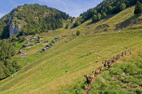Alpage de Tréchauffé