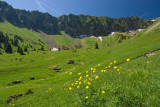 Combe de Graydon