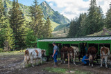 La traite en alpage