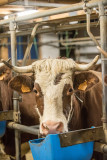 Une belle vache d'Abondance