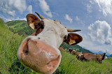 Vache d'Abondance