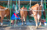Traite des vaches