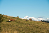 Vue sur le Mont-Blanc en descendant du col de la Basse vers le Col de l'Encrenaz