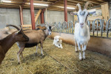 La Ferme des Hauts Forts