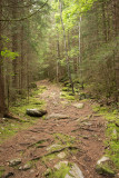 Le sentier dans la forêt
