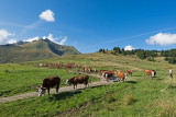 L'alpage et les vaches