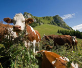 troupeau de vaches en alpage proches du refuge