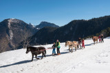 Initiation au ski-joëring sur le front de neige