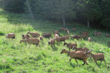 Tréchauffé Alpine Pasture_La Forclaz