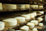 Tommes en affinage dans la cave