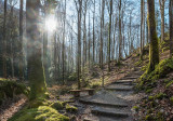 Le sentier d'accès aux gorges dans une magnifique forêt de hêtres
