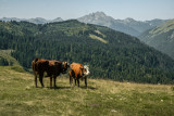 Vaches en alpage
