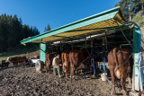 fromagerie-or-blanc-juillet17-4-38051