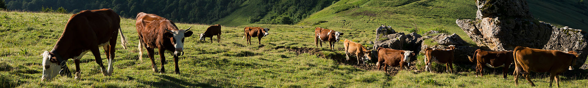 Alpage de l'Aup, La Côte d'Arbroz