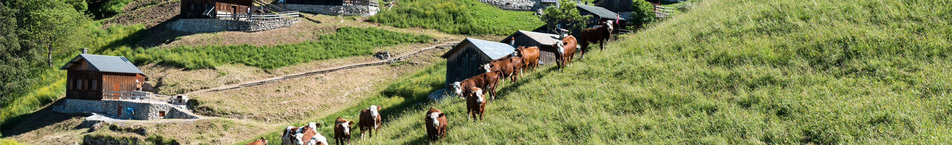 Alpage de Tréchauffé, La Forclaz, Géopark Chablais