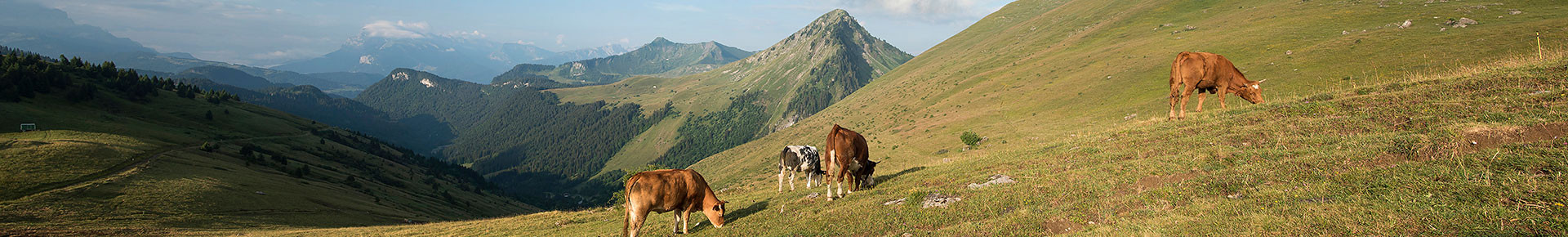 vaches-col-basse-juillet18-2-112149