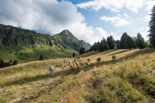 GAEC la Touvière