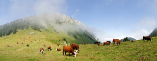 Ouzon alpine Pasture